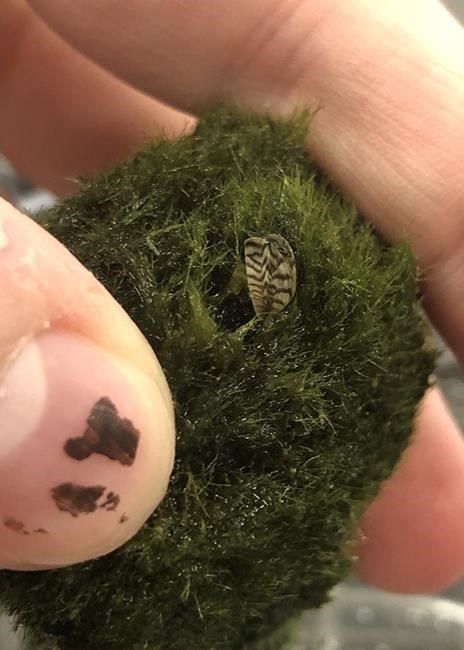 B.C. conservation officers find invasive mussel in aquarium moss in retail stores | iNFOnews.ca B.C. conservation officers find invasive mussel in aquarium moss in retail stores | iNFOnews.ca