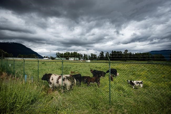 Canada one step closer to being negligible-risk country for mad cow disease | iNFOnews.ca