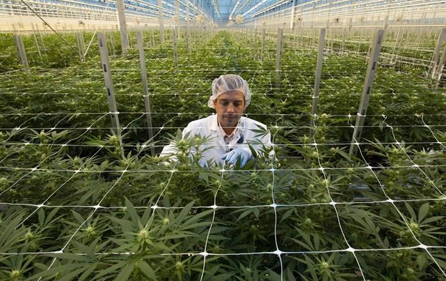 Hexo reports Q2 loss, revenue nearly doubled compared with year ago | iNFOnews.ca Hexo reports Q2 loss, revenue nearly doubled compared with year ago | iNFOnews.ca
