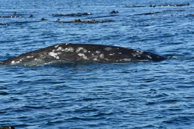 Grey whale off Vancouver Island given antibiotics after lesions found around tag site | iNFOnews.ca