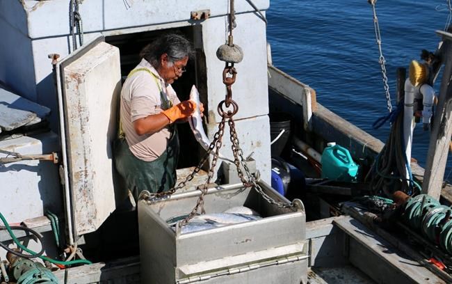 First Nations on Vancouver Island celebrate B.C. Court of Appeal fisheries ruling | iNFOnews.ca
