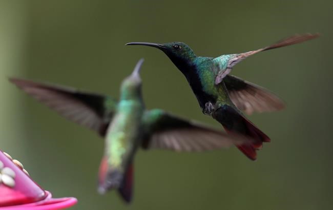 Trans Mountain ordered to delay pipeline construction in B.C. bird nesting area | iNFOnews.ca Trans Mountain ordered to delay pipeline construction in B.C. bird nesting area | iNFOnews.ca