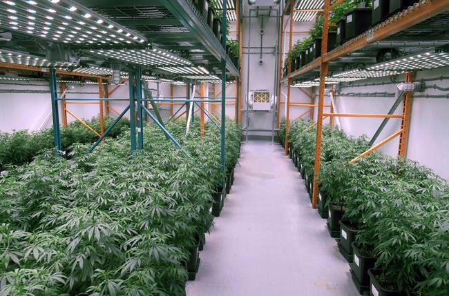 Organigram CEO Greg Engel steps down, Peter Amirault appointed on interim basis | iNFOnews.ca Organigram CEO Greg Engel steps down, Peter Amirault appointed on interim basis | iNFOnews.ca