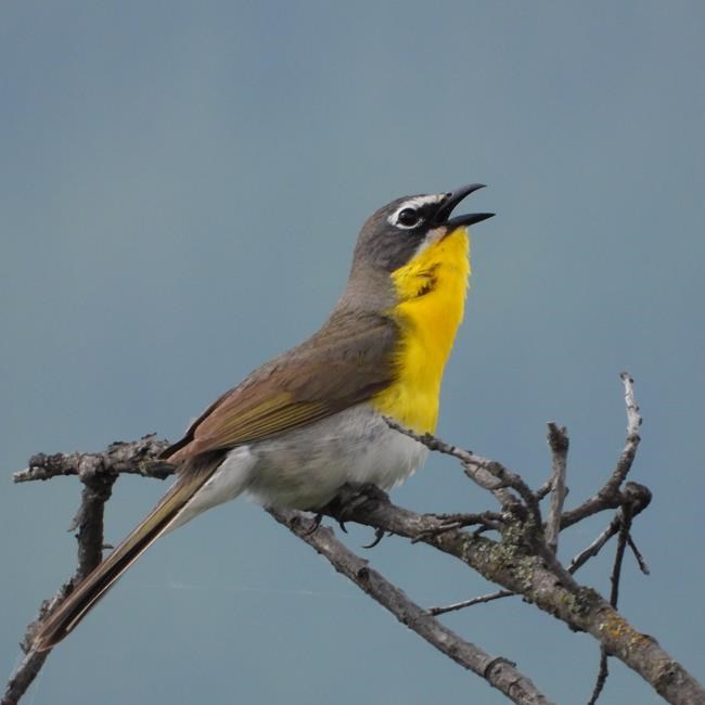 Rare yellow birds need wild roses to survive in British Columbia: researcher | iNFOnews.ca Rare yellow birds need wild roses to survive in British Columbia: researcher | iNFOnews.ca