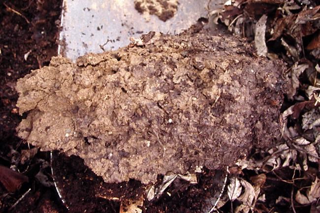 Clay, sand, silt, loam: How different soils affect gardens | iNFOnews.ca CP634822581