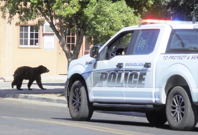 Bear has close call on utility poles in Arizona border city | iNFOnews.ca Bear has close call on utility poles in Arizona border city | iNFOnews.ca