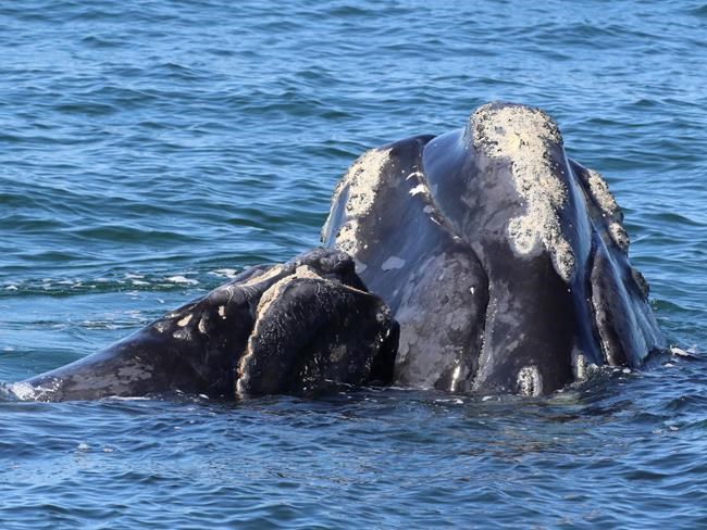 Focus on helping right whales survive, not assigning blame: Canadian official | iNFOnews.ca
