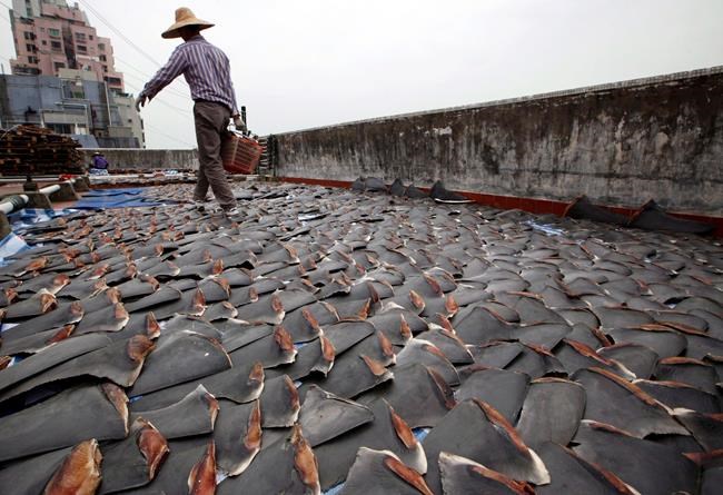 B.C. company fined $60K for illegally importing shark fins from threatened species | iNFOnews.ca B.C. company fined $60K for illegally importing shark fins from threatened species | iNFOnews.ca
