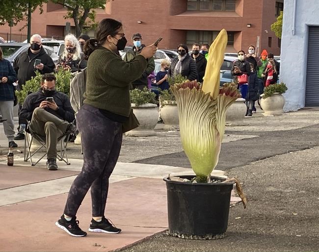 Hundreds in California line up for blooming 'corpse flower' | iNFOnews.ca Hundreds in California line up for blooming 'corpse flower' | iNFOnews.ca