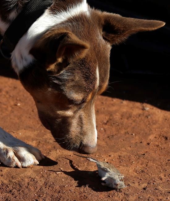 Plague of ravenous, destructive mice tormenting Australians | iNFOnews.ca