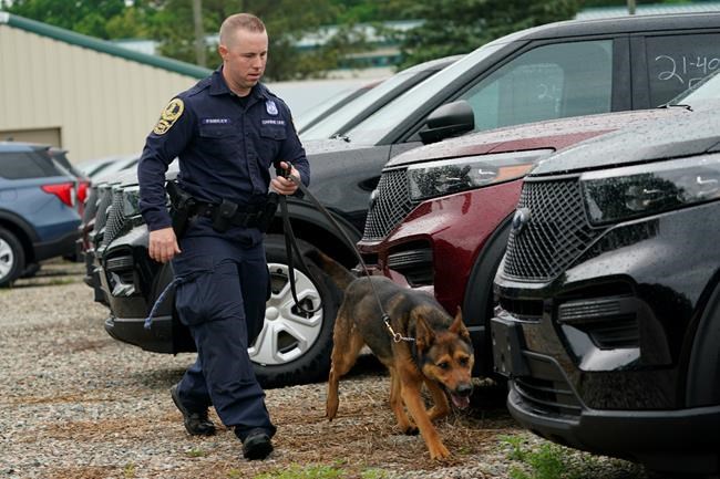 Since the nose doesn't know pot is now legal, K-9s retire | iNFOnews.ca Since the nose doesn't know pot is now legal, K-9s retire | iNFOnews.ca