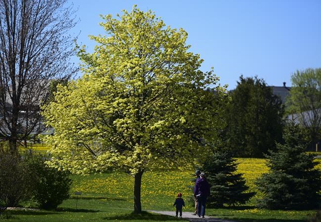 High pollen levels to blame for worse allergy season, experts say | iNFOnews.ca