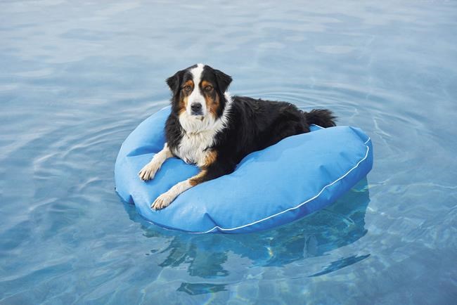 Right at Home: Splashy water toys for patio, pool, yard | iNFOnews.ca Right at Home: Splashy water toys for patio, pool, yard | iNFOnews.ca