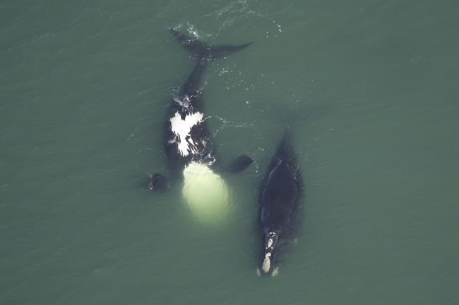Shrinking giants: North Atlantic right whales getting tinier | iNFOnews.ca
