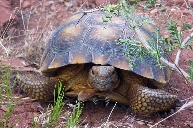 US sued over road project in Mojave desert tortoise habitat | iNFOnews.ca
