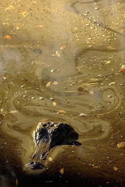 Fate of planned mine near Okefenokee left to Georgia agency | iNFOnews.ca Fate of planned mine near Okefenokee left to Georgia agency | iNFOnews.ca
