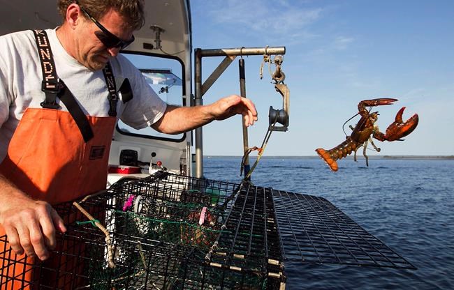 Lobster lovers feeling the pinch as summer nears | iNFOnews.ca