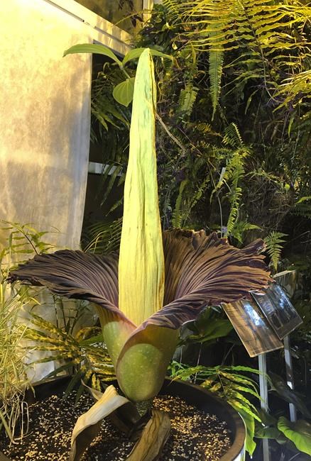 Endangered corpse flower blooms in Warsaw, drawing crowds | iNFOnews.ca