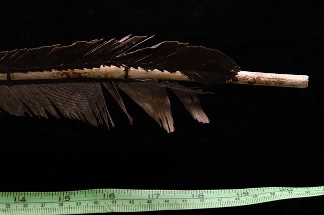 Beaver secretion found as part of ancient throwing dart in Yukon | iNFOnews.ca Beaver secretion found as part of ancient throwing dart in Yukon | iNFOnews.ca