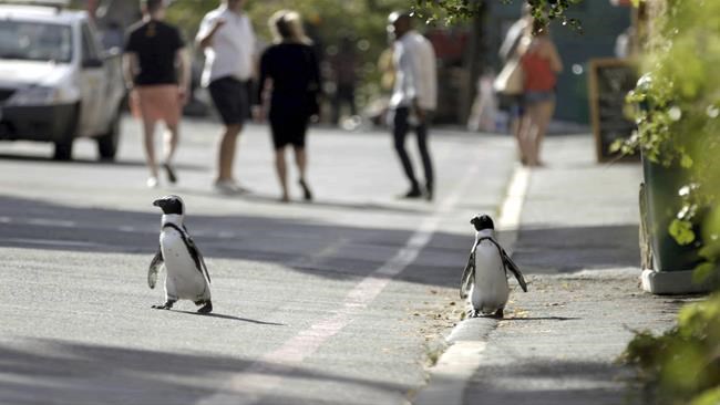 Waddling into view are the stars of Netflix's 'Penguin Town' | iNFOnews.ca