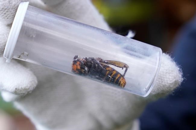 Dead 'murder hornet' near Seattle is 1st found in US in 2021 | iNFOnews.ca Dead 'murder hornet' near Seattle is 1st found in US in 2021 | iNFOnews.ca