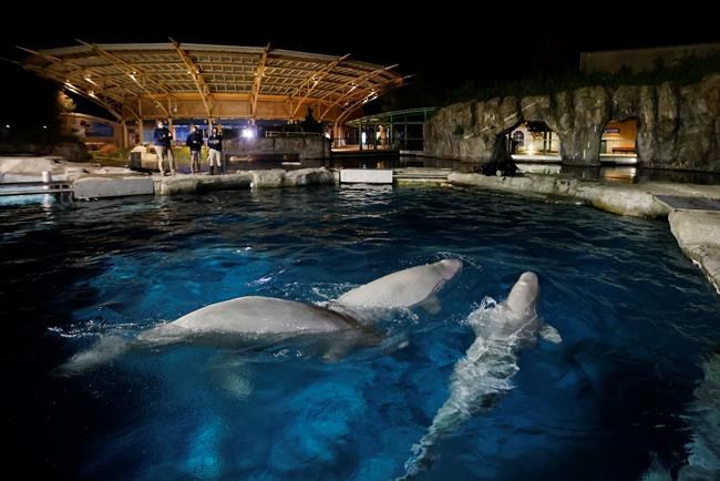 Aquarium to auction off chance to name 3 beluga whales | iNFOnews.ca