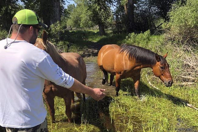 Montana couple rescues horse from drowning in river | iNFOnews.ca Montana couple rescues horse from drowning in river | iNFOnews.ca