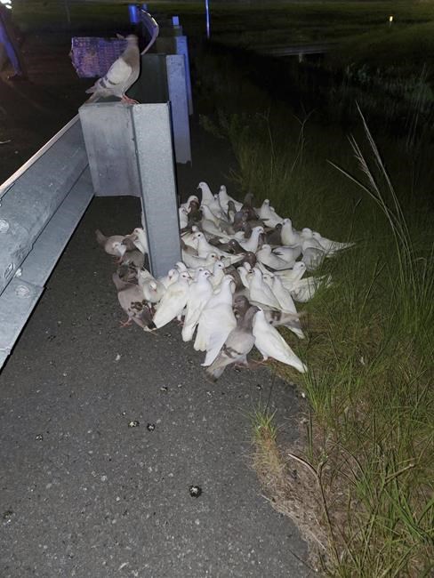 'Homing pigeons that can't find their home' block I-95 exit | iNFOnews.ca 'Homing pigeons that can't find their home' block I-95 exit | iNFOnews.ca