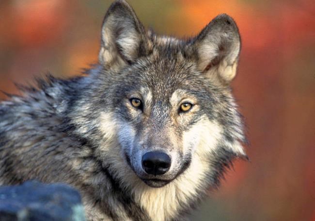 Study says hunting, poaching reduce Wisconsin wolf numbers | iNFOnews.ca