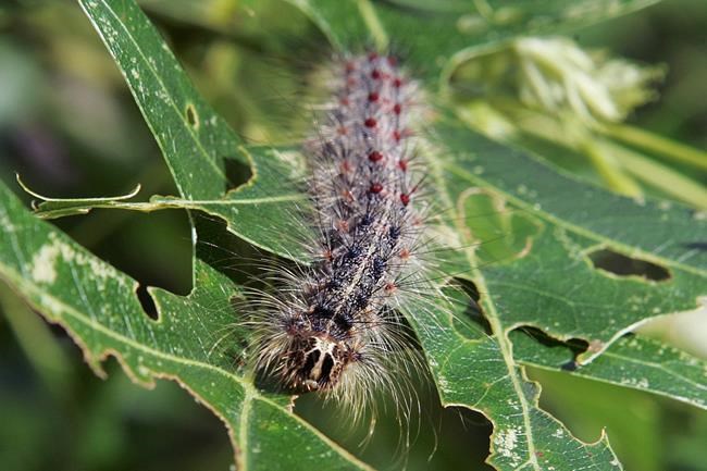 Bug experts seeking new name for destructive gypsy moths | iNFOnews.ca CP296597025