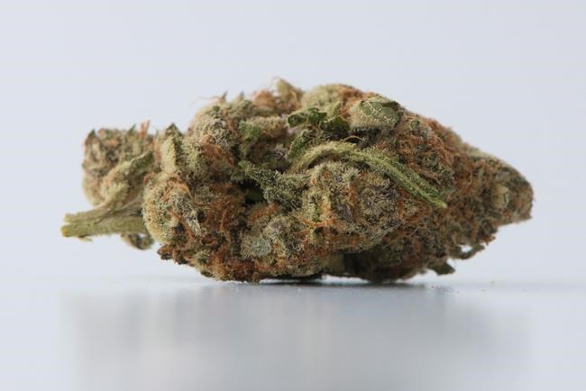 Pre-rolled joints recalled over possible contamination with yeast, mould and bacteria | iNFOnews.ca Pre-rolled joints recalled over possible contamination with yeast, mould and bacteria | iNFOnews.ca
