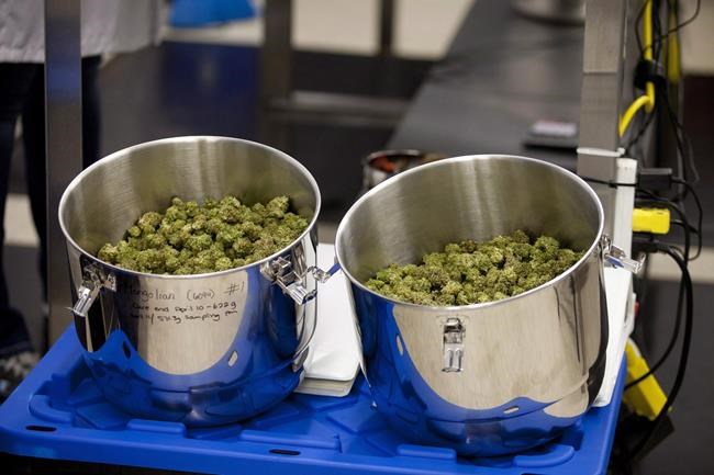 Organigram sees Q3 fortunes improve, posts $4M loss | iNFOnews.ca Organigram sees Q3 fortunes improve, posts $4M loss | iNFOnews.ca