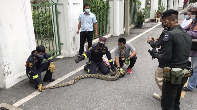 Don't look up! Bangkok's slitherers keep snake catchers busy | iNFOnews.ca Don't look up! Bangkok's slitherers keep snake catchers busy | iNFOnews.ca