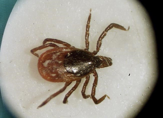 Harvard student, Queen's prof, collaborating to rapidly identify Lyme-infected ticks | iNFOnews.ca