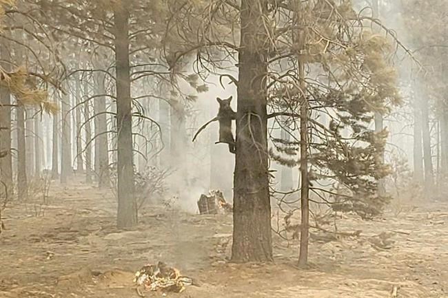 EXPLAINER: As wildfire smoke spreads, who's at risk? | iNFOnews.ca