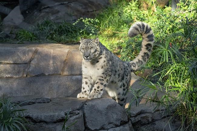 Unvaccinated snow leopard at San Diego Zoo catches COVID-19 | iNFOnews.ca
