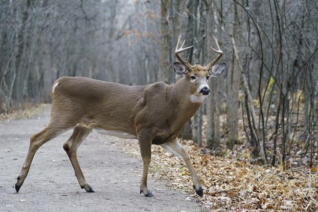 Montreal-area city running out of options to control population of white-tailed deer | iNFOnews.ca Montreal-area city running out of options to control population of white-tailed deer | iNFOnews.ca