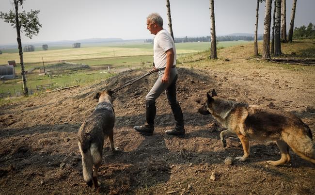 'Boom, they were gone:' Alberta trainers mourn loss of two horses struck by lightning | iNFOnews.ca