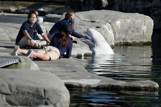 Whale dies 3 months after move from Canada to Connecticut | iNFOnews.ca Whale dies 3 months after move from Canada to Connecticut | iNFOnews.ca