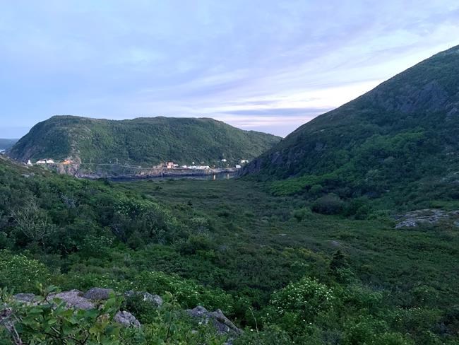 Leave blueberries for animals, Parks Canada tells pickers on St. John's landmark | iNFOnews.ca