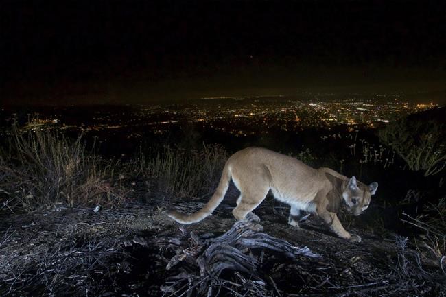 Mountain lion killed after attacking child in California | iNFOnews.ca Mountain lion killed after attacking child in California | iNFOnews.ca