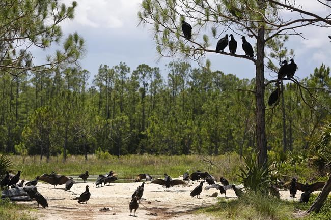 Judge tosses Trump rollback of clean water safeguards | iNFOnews.ca