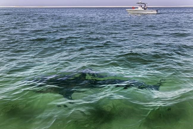 Shark tourism grows on Cape Cod, 3 years after attacks | iNFOnews.ca Shark tourism grows on Cape Cod, 3 years after attacks | iNFOnews.ca