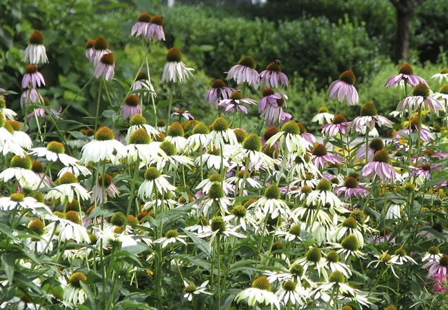 Gardening when it's dry: Prep soil, select plants wisely | iNFOnews.ca Gardening when it's dry: Prep soil, select plants wisely | iNFOnews.ca