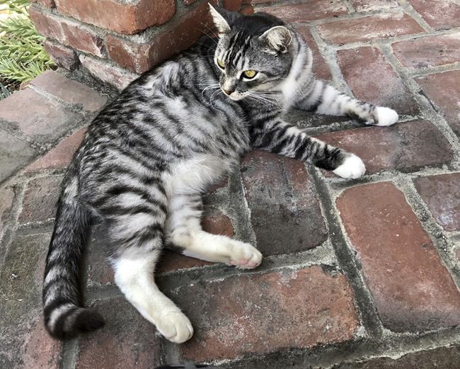 Pandemic love story: The whims of Kevin, our neighbors' cat | iNFOnews.ca