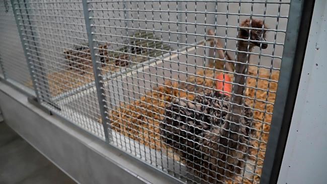 German town seeks owner of baby ostrich found in local park | iNFOnews.ca German town seeks owner of baby ostrich found in local park | iNFOnews.ca