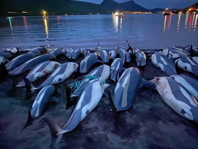 Faeroese salmon exporter joins chorus, condemns dolphin hunt | iNFOnews.ca