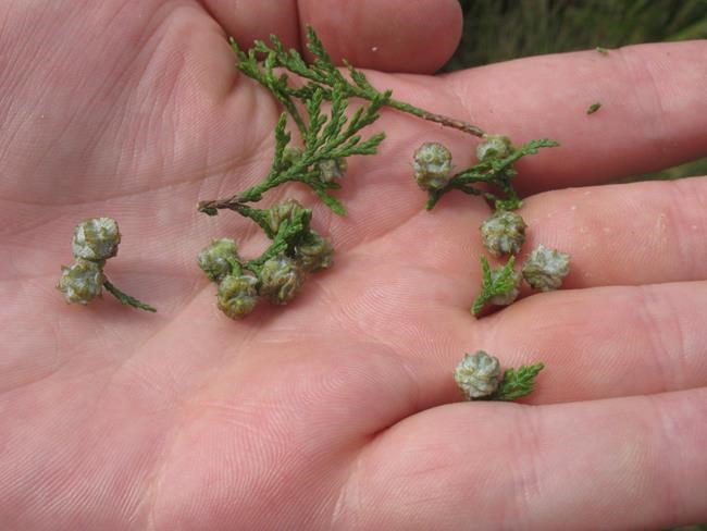 Polluters pick up tab for restoration of threatened cedar | iNFOnews.ca