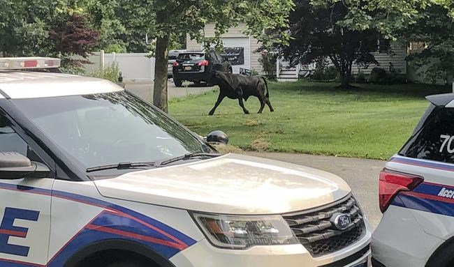 Bull that escaped Long Island farm captured after 2 months | iNFOnews.ca CP1944515025