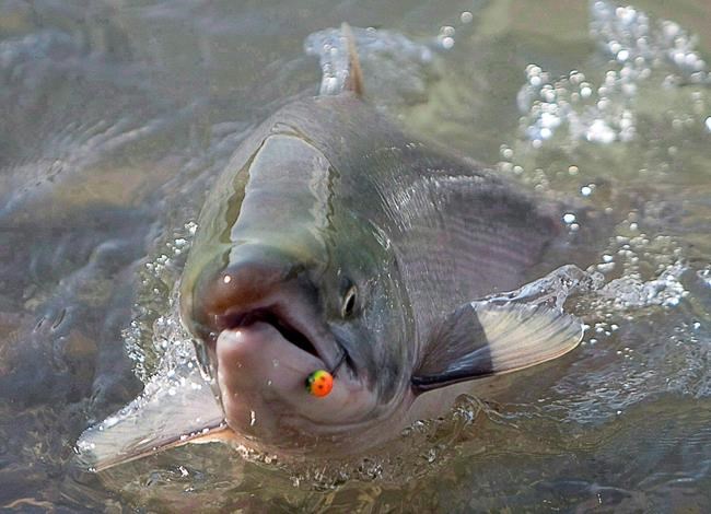 Fishers, experts await details on Ottawa's latest plan to save Pacific salmon | iNFOnews.ca